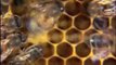 NATURE | Silence of the Bees | Inside the Hive | PBS
