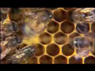 NATURE | Silence of the Bees | Inside the Hive | PBS