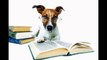 Fairfax Dog Trainer- Affordable Dog Training Services in Fairfax, VA