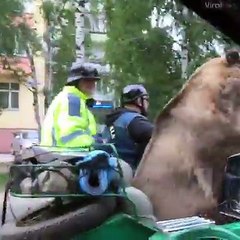 فقط في روسيا - شاهد الدب كيف يتم نقله في روسيا ههههه