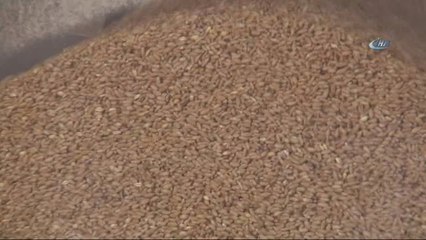 Türkiye, Makarnalık Durum Buğdayı Üretiminde Dünyanın Dördüncü Büyük Ülkesi