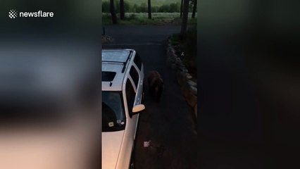 Bear breaks into car near Lake Tahoe, USA