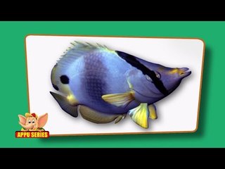 Flashcards for children - Sea Animals