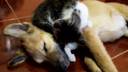 Un chaton posé sur la tête d'un chien