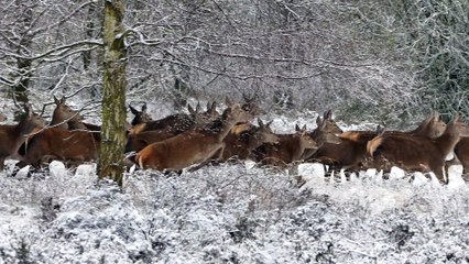 店橋憲一の動物シリーズ26