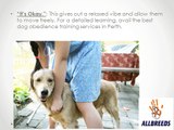 8 Commands for Dog Obedience Training