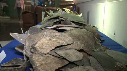 496 kg d’écailles de tortues marines saisies par les douanes