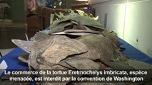 496 kg d’écailles de tortues marines saisies par les douanes