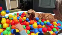 Sammie vs Frozen Elsa Bath Time Ball Pit Pool Surprise - Golden Retriever Puppy  Playtime Fun Vlog