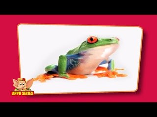 Flashcards for children  - Amphibians