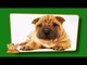 Flashcards for kids  - Domestic Animals