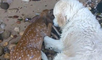 Köpek Yavru Geyiği Boğulmaktan Kurtardı, Sahibine Bu Anları Görüntülemek Kaldı