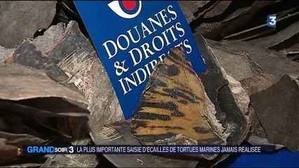 Saisie record d'écailles de tortues marines