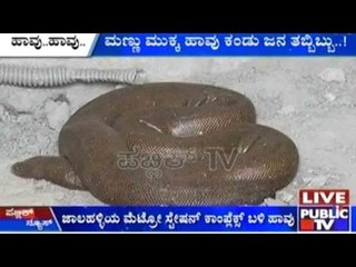 Jalahalli: Indian Boa Snake Spotted In Metro Station, Rescued