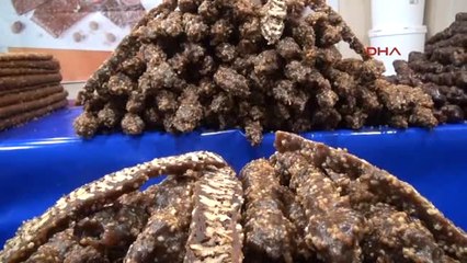 Çorum Develer Çorumluların Ilgi Odağı Oldu