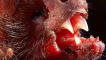 Dơi ma cà rồng - Loài ác quỷ chuyên uống máu người và động vật