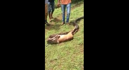 Un serpent géant avale un cerf.