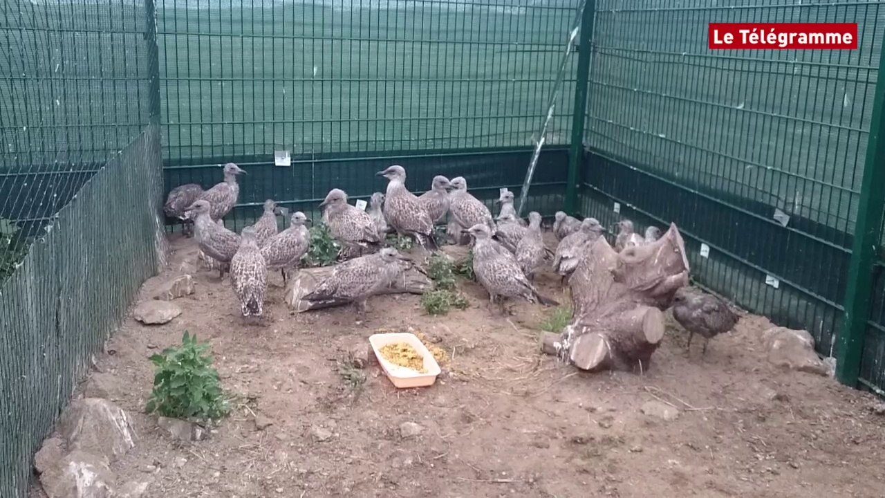 Île-Grande (22). La LPO aux petits soins des jeunes goélands