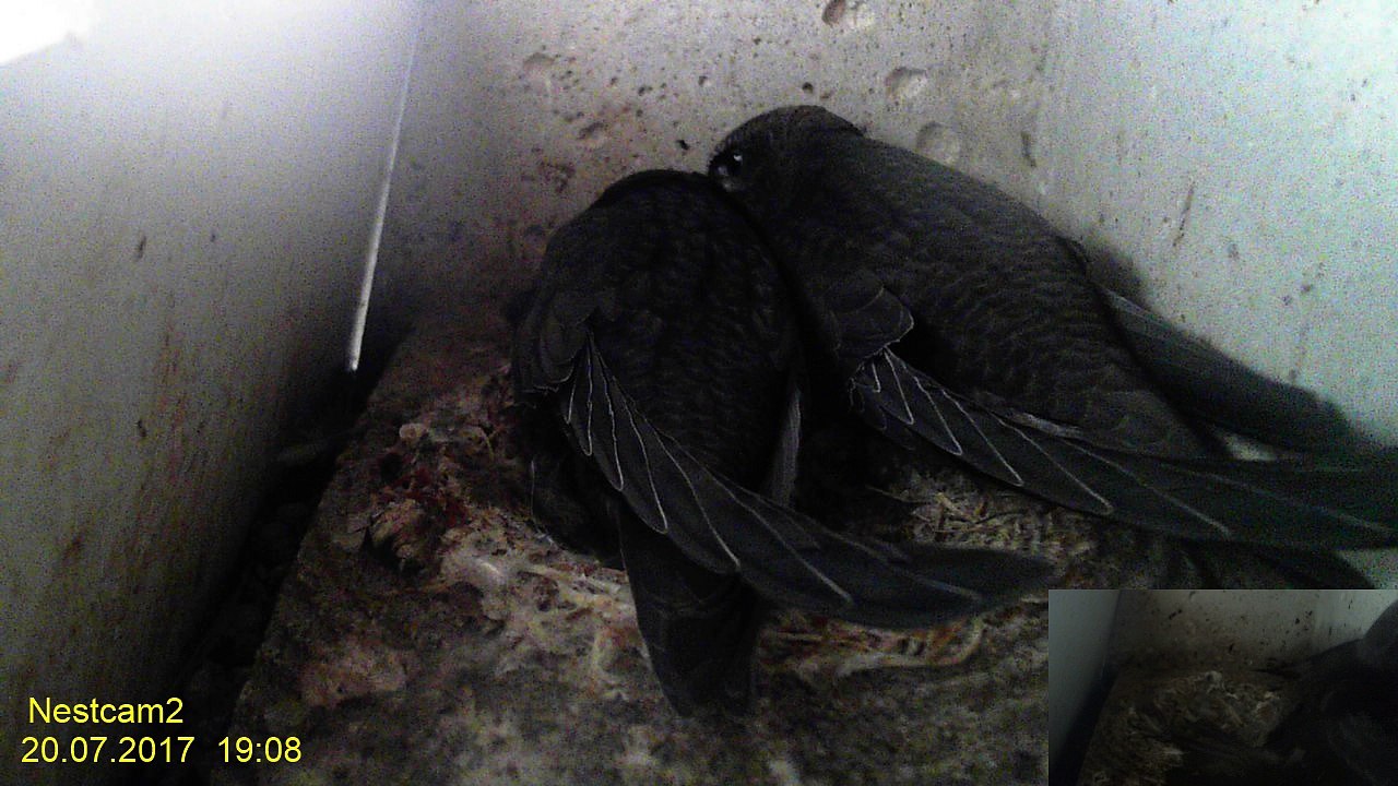 Mauersegler Nestcam 2017 - 20. Juli 19:08