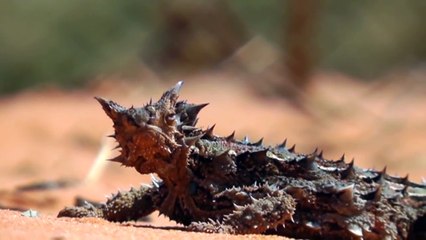 Thorny dragon (Moloch Horridus)