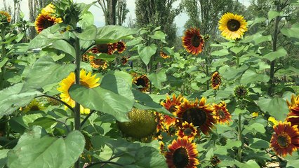 Chefs piden preservar biodiversidad en México