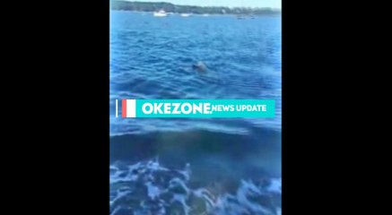 Menakjubkan! Seekor Anjing Selamatkan Anak Rusa yang Tenggelam