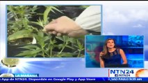 Uruguay empieza a vender marihuana de uso recreativo en farmacias