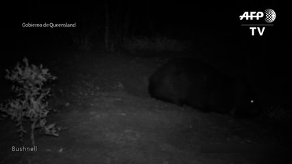 Nace en Australia rarísimo wombat de hocico peludo del norte