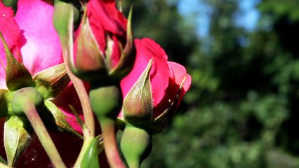 A rose is a woody perennial flowering plant of the genus Rosa