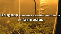 Uruguay comienza a vender marihuana en farmacias