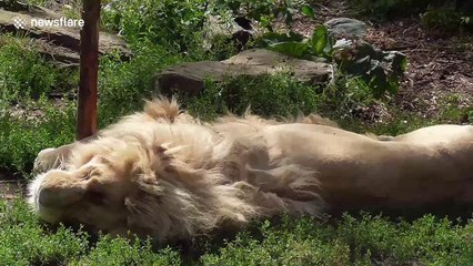 White lion roars in sleep