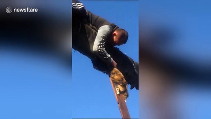 Man rescues cat dangling 15 feet in air