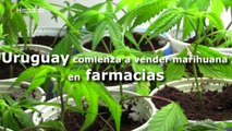 Uruguay comienza a vender marihuana de uso recreativo en las farmacias