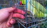 Parrot talking ! also taking my name ! 18 years old ! best talking parrot in the world