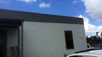 Flight of the Bees with Miami Bee Removal