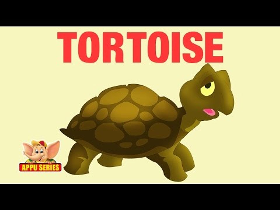 Animal Sounds - Tortoise