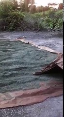 Plantación de Marihuana