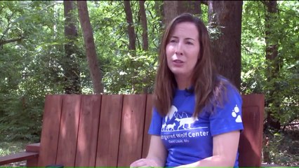 Orphaned Rare Wolf Pup Finds New Home in Missouri