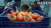 (Özel Haber) Mersin’de Prof. Karatay’a domates tepkisi büyüyor |sonhaber.im