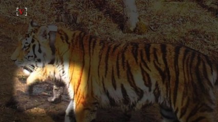 Photo Of Cub Give Scientists Hope For Survival Of Incredibly Rare Tiger
