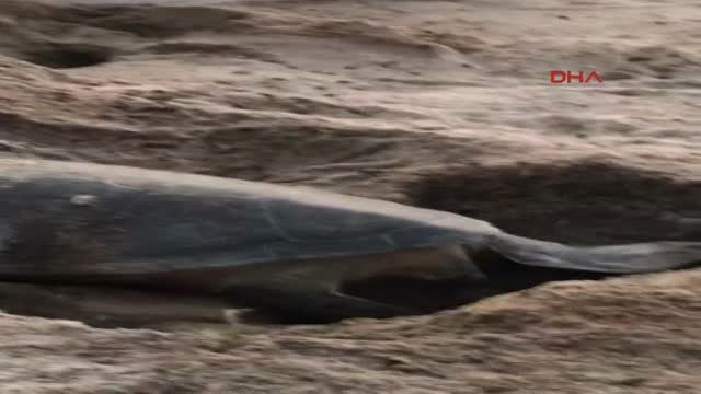 Fethiye'de Caretta Caretta Yuvası Koruma Altına Alındı