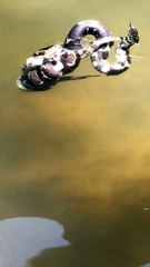 King Snake Vs. Rattle Snake