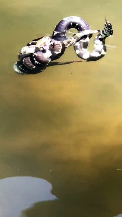 King Snake Vs. Rattle Snake