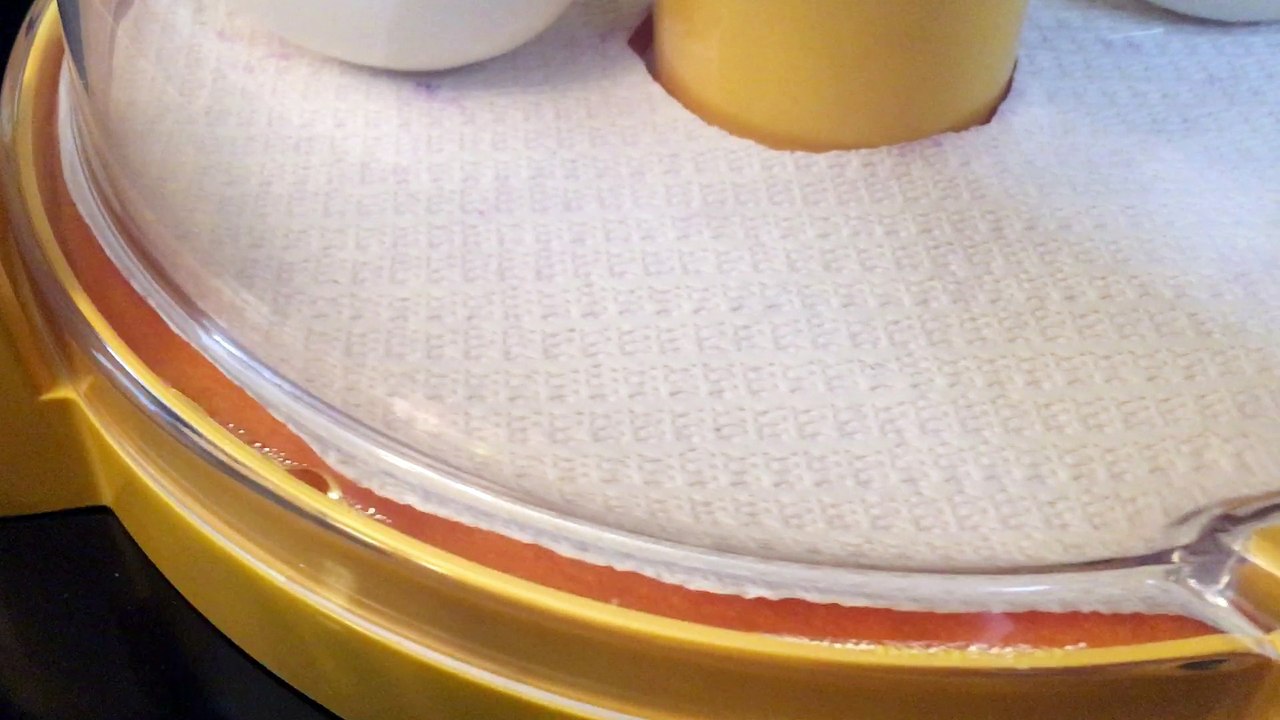 Day 27 - Duck Eggs have started the HATCHING process during Lockdown!