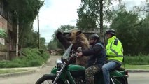 Ours dans un side-car (Russie)