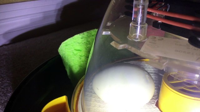 Day 28 - Duck Egg Hatching Progressing Well With external Piping - Watch the Shell Move Up - Warming up Room with Heat Lamp and Increasing Room Humidity With Humidifier