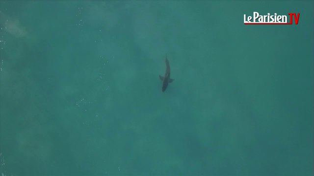 Une attaque de requin blanc lors d'une compétition de la World Surf League