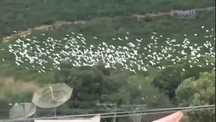 Internauta registra voo de pássaros