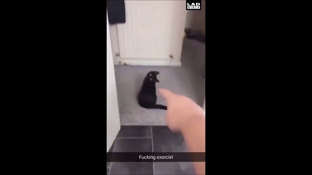 Quand ton chat est possédé par le diable... Flippant