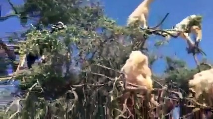 O que acontece se você plantar um bode na Arabia?